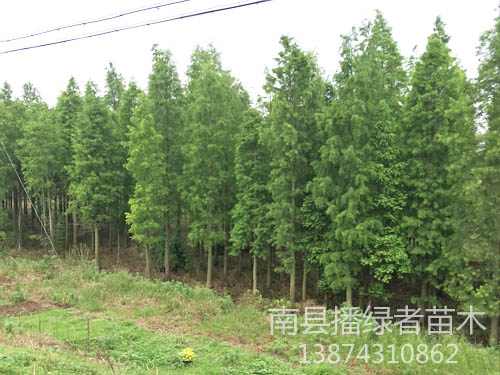 播绿者苗木供应池杉